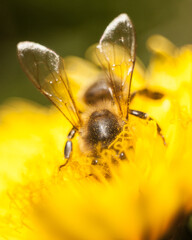 workaholism, bee diving into a flower in search of pollen and flower nectar