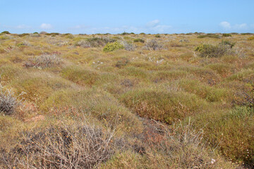 prairie at shark bay in australia