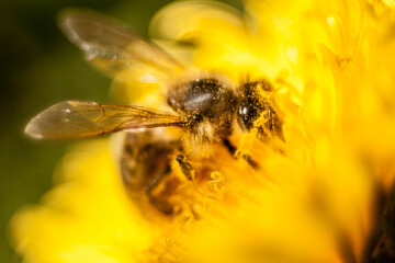 bee on yellow flower
