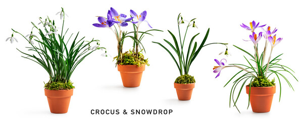 Snowdrop and crocus spring flowers