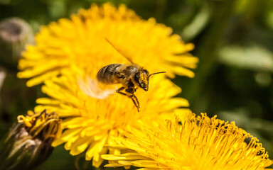 bee on yellow flower