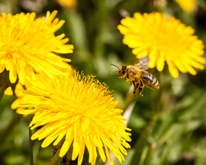 bee on dandelion field
