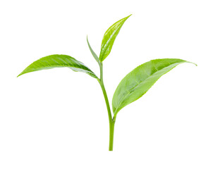 green tea leaf isolated on transparent png