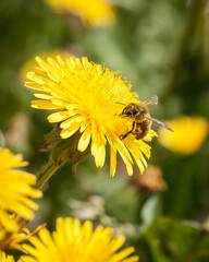 bee on flower