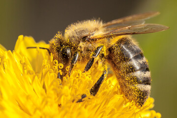 bee on yellow flower
