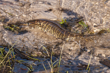 pike migrating to shallow spawning grounds 
