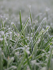 Frozen Grass