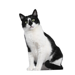Cute black and white house cat, sitting side ways. Looking at camera with mesmerizing green eyes. Isolated cutout on trasnparent background. © Nynke