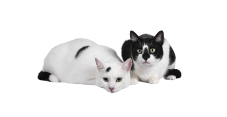 Duo of two cute black and white house cats, sitting  and laying beside each other. Looking beside camera with mesmerizing green eyes. Isolated cutout on trasnparent background.