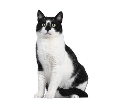 Cute black and white house cat, sitting side ways. Looking beside camera with mesmerizing green eyes. Isolated cutout on trasnparent background.