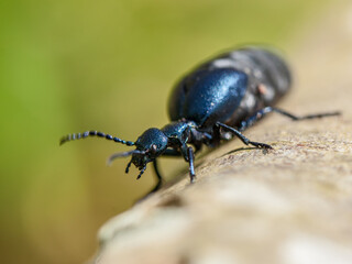 violet oil beetle, Meloe violaceus