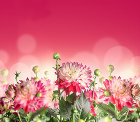 Floral background with beautiful dahlias flowers with bokeh, border © VICUSCHKA