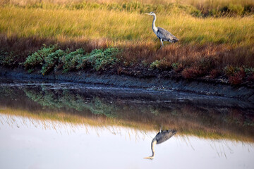 Héron au Ford de l'eau 02