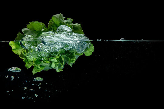 Fresh leafy green head of lettuce floating in clear water
