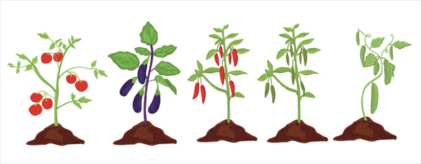 Tomato, Aubergine, Red Pepper, Green Pepper, Cucumber plants. Vegetable saplings vector illustration.