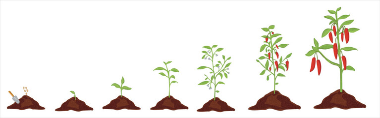 Fototapeta na wymiar Growth stages of green pepper plant. Green pepper growing stages vector illustration