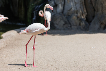 Flamingo, a type of Wading Bird in the Family Phoenicopteridae in a Natural Area