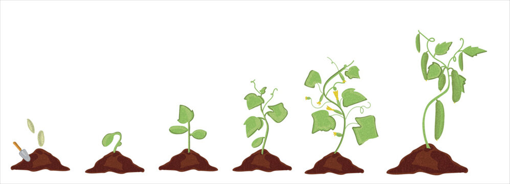 Cucumber, and cucumber sapling vector. Growth stages of cucumber plant. cucumber growing stages vector illustration