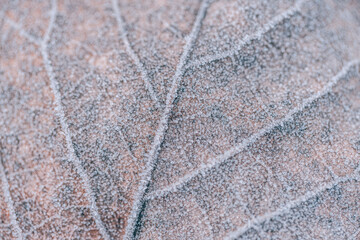 Naklejka premium Frozen oak leaves abstract natural background. Closeup texture of frost and colorful autumn leaves on forest ground. Tranquil nature pattern morning hoar frost abstract seasonal macro. Peaceful winter