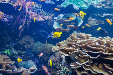 Fototapeta na wymiar Fishes and Corals inside a Big Blue Aquarium Tank