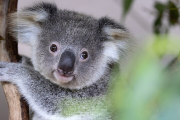 a baby koala in a tree