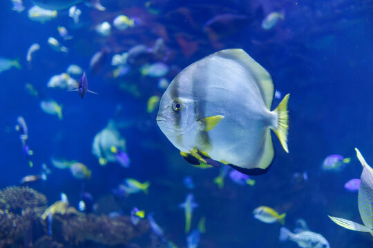 Platax Teira, also known as the Teira Batfish, longfin Batfish, longfin Spadefish, or Round faced Batfish Swimming inside Blue Aquarium Tank