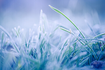 Frosty nature background. Winter landscape with frozen grass in soft sunlight blue toned. Closeup...