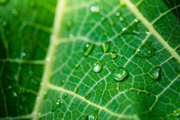 Bright green leaf nature background. Natural drops of transparent rain water on green leaf macro. Closeup drops of dew in morning glow under sunlight. Beautiful leaf texture in nature. Tranquil detail