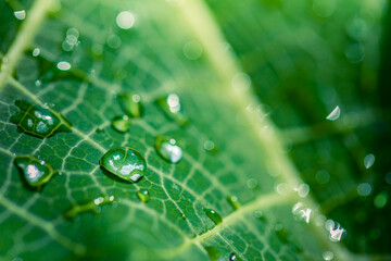 Bright green leaf nature background. Natural drops of transparent rain water on green leaf macro....