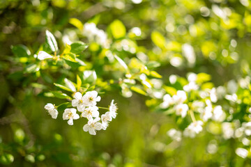 Spring flowers of fruit trees on sunny background