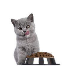 Cute blue tortie British Shorthair cat kitten, sitting behind aluminium bowl filled with brown dry cat food. Looking towards camera with brown eyes. isolated cutout on transparent background. Tongue o