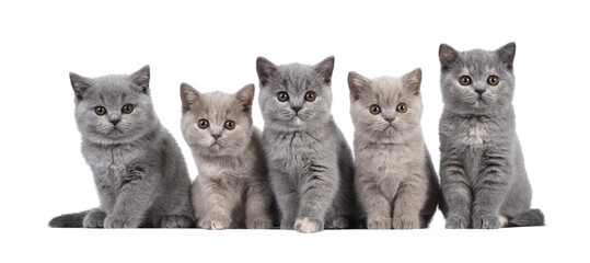 Row of five lilac and blue tortie British Shorthair cat kittens, sitting beside each other. All facing camera and looking at lens with round brown eyes. Isolated cutout on transparent background.