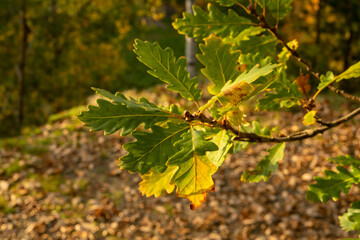 Oak branch with green in autumn forest