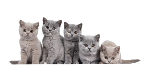 Row of five lilac and blue tortie British Shorthair cat kittens, sitting beside each other. All facing camera and looking at lens with round brown eyes. Isolated cutout on transparent background.