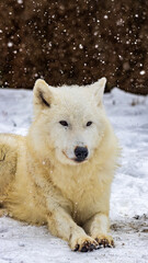 Obraz na płótnie Canvas 雪の中のホッキョクオオカミ