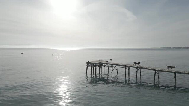 Personas andando con perros por el muelle de madera sobre el mar / video a&eacute;reo con drone dron (Dlog para edicion de color profesional)