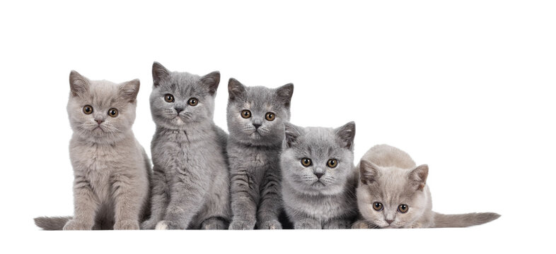 Row of five lilac and blue tortie British Shorthair cat kittens, sitting beside each other. All facing camera and looking at lens with round brown eyes. Isolated cutout on transparent background.