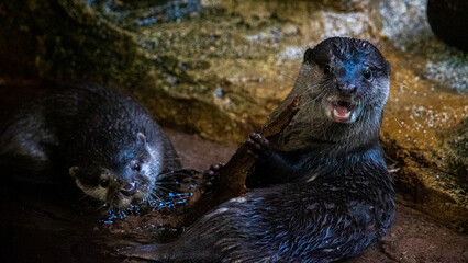 じゃれ合う2匹のカワウソ　動物園