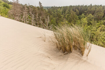 sand dune covering a forest