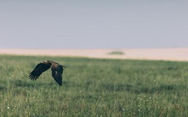 Greifvogel im Flug in Serengeti