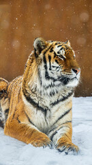 雪の上に座るアムールトラ　冬の動物園