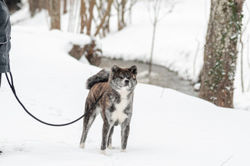 Obraz premium chien akita inu bringé dans une forêt en hiver, akita dans la neige