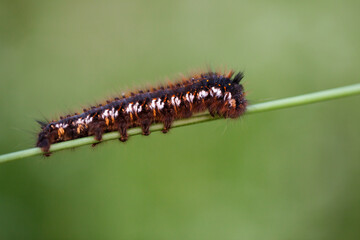 caterpillar on a leaf
