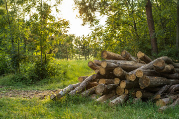 Wood logs in a forest glade