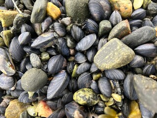 Muscheln zwischen Steinen