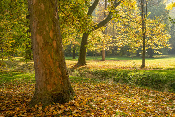Plakat Beautiful autumn park with golden leaves