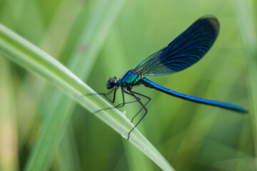 blue dragonfly on a green leaf
