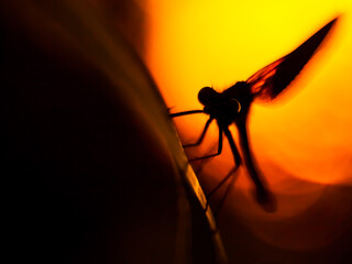 dragonfly silhouette