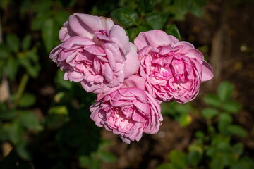 A bouquet of pink roses on a tree blooming in the midday sun in winter