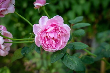 A bouquet of pink roses on a tree blooming in the midday sun in winter